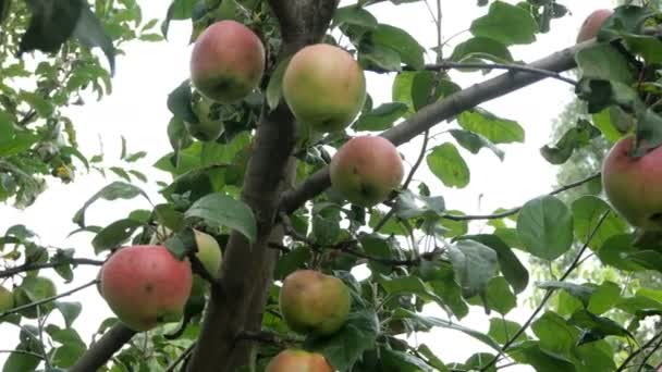 Nagy zöld alma lóg ágak almaültetvényben. Ágon lógó érett gyümölcsök. — Stock videók