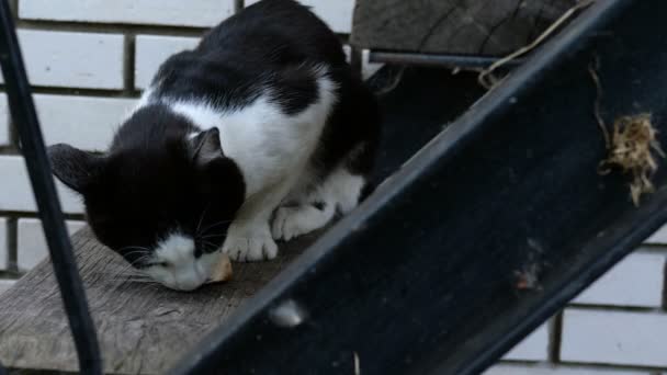 Éhes hazai vagy hajléktalan fekete-fehér macska, az étvágy, eszik egy darab húst vagy más ragadozó a lépcsőn a kertben. — Stock videók