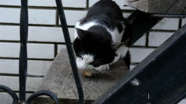 Fame domestico o senzatetto gatto in bianco e nero, con appetito, mangia un pezzo di carne o altra preda sui gradini del cortile . — Video Stock