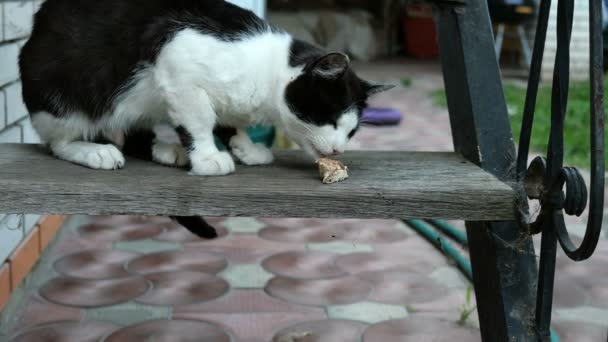 Éhes hazai vagy hajléktalan fekete-fehér macska, az étvágy, eszik egy darab húst vagy más ragadozó a lépcsőn a kertben. — Stock videók