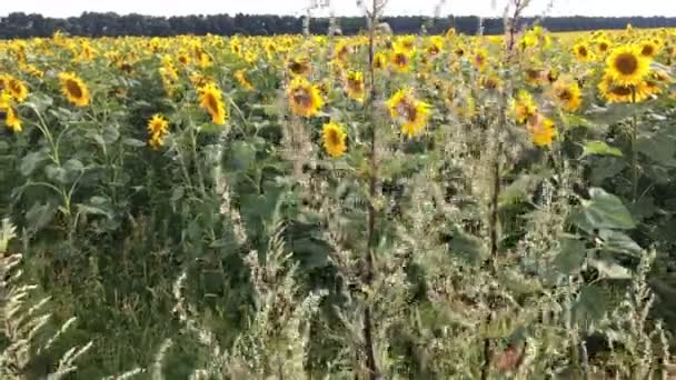 太陽の明るいバックライトと明るい晴れた夏の日に咲くヒマワリ畑。農業の花の背景。全体的な計画. — ストック動画