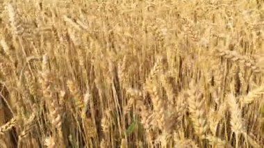 Buğday tarlası. Olgunlaşan buğday, çavdar veya diğer tahıl bitkikulakları, sahada rüzgarsallanan. Zengin hasat veya tarımsal üretim kavramı. Seçici odaklama.