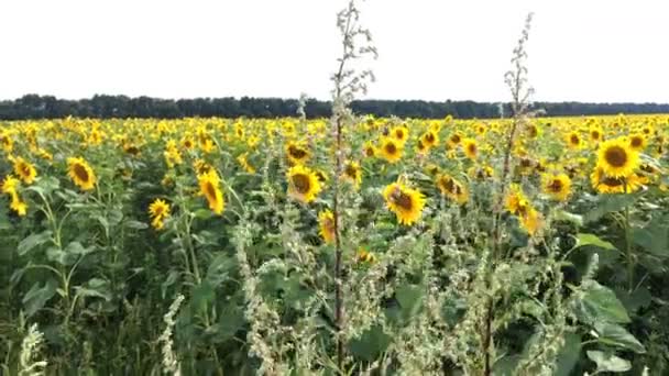 太陽の明るいバックライトと明るい晴れた夏の日に咲くヒマワリ畑。農業の花の背景。全体的な計画. — ストック動画