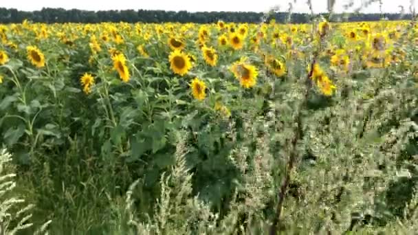 太陽の明るいバックライトと明るい晴れた夏の日に咲くヒマワリ畑。農業の花の背景。全体的な計画. — ストック動画