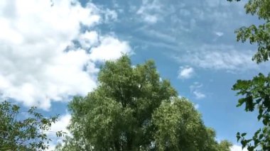 Rüzgarda yemyeşil yeşillikleri olan ağaç salyaları. Kuşlar ağacın yanında uçarlar. Yüzen bulutlar.