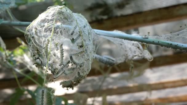 Boom in de tuin of achtertuin, besmet met rupsen en bedekt met webs van Spider Moth. Malacosoma Castrensis in de familie van de Lasiocampidae. Pest huis. Geen verwerking. — Stockvideo