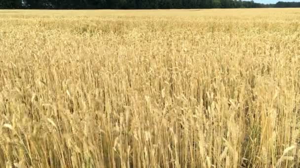 麦田。成熟的小麦、黑麦或其他谷类植物的耳朵，在风中摆动在田野上。丰收或农业生产的概念。选择性聚焦. — 图库视频影像
