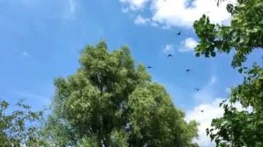 Rüzgarda yemyeşil yeşillikleri olan ağaç salyaları. Kuşlar ağacın yanında uçarlar. Yüzen bulutlar.