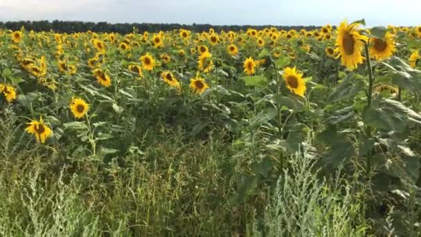 Campo de girasoles floreciente en el día soleado brillante del verano con la contraluz brillante del sol. Fondo de flores agrícolas. Plan global . — Vídeos de Stock