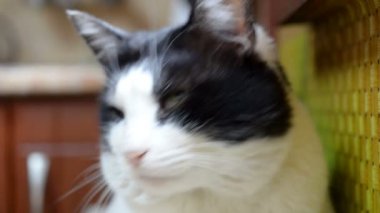  siyah ve beyaz kedi lose-up portre. Etrafına bakar ve başını bir taraftan yana çevirir ya da doğrudan objektife bakar. Selecnive odak. Kapalı.