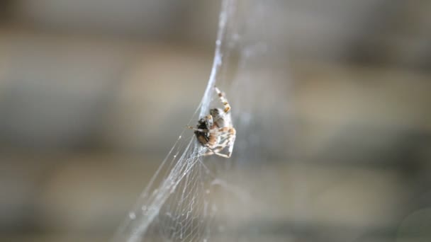 Die Spinne Hängt Einem Netz Und Frisst Beute Die Sie — Stockvideo