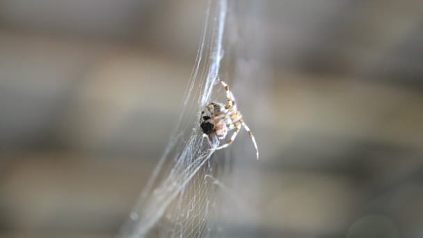 Die Spinne Hängt Einem Netz Und Frisst Beute Die Sie — Stockvideo