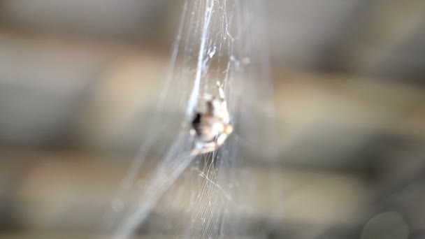 Spider hangs on a web and eats prey caught by it. This is a fly that is tangled in its web. Selective focus. Close-up.