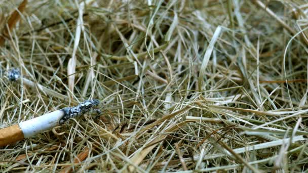 Fieno Accende Lanciando Mozziconi Sigaretta Brucia Fiamme Fumo Concetto Regola — Video Stock