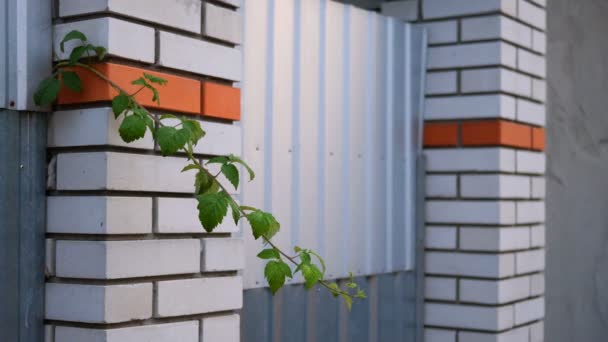 Tree branch sprouted between metal fence and brick wall pillar in courtyard of the house. Close-up. — Stock Video