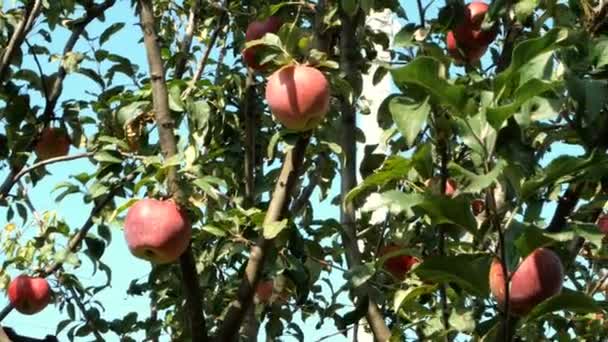 Tuinieren in huis. Tijd om te oogsten. Rijpe sappige rode appels hangen op boomtak in tuin. — Stockvideo