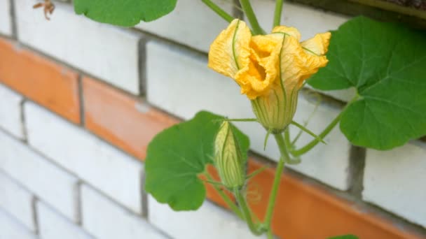 Jardinería en casa. La flor de calabaza crece y florece contra el fondo de la pared de ladrillo. Se balancea en el viento . — Vídeos de Stock