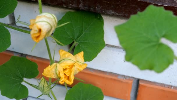 Jardinage à domicile. Fleur de citrouille pousse et fleurit sur fond de mur de briques. Balancement dans le vent . — Video