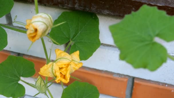 Giardinaggio domestico. Fiore di zucca cresce e fiorisce contro sfondo muro di mattoni. Ondeggia nel vento . — Video Stock