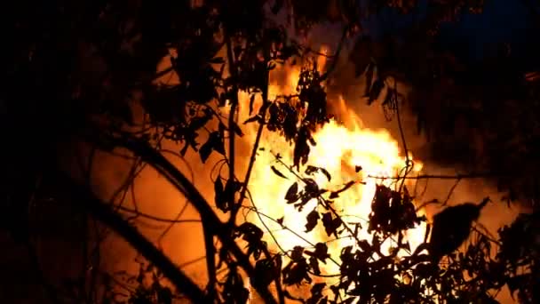 ブッシュファイアのエリアは 煙の多くが空気中に上昇して夜間に燃えています 木のシルエット 炎が環境を照やす クローズ アップ — ストック動画