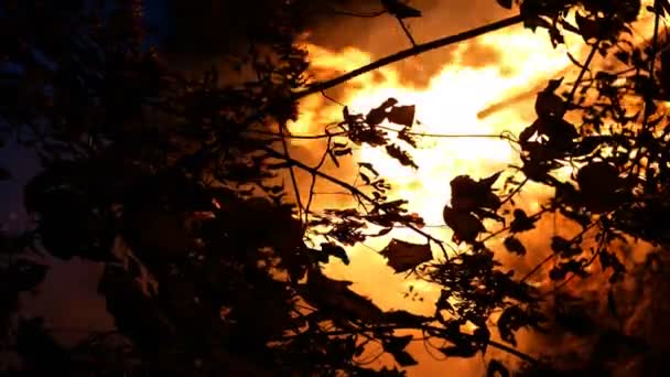 ブッシュファイアのエリアは 煙の多くが空気中に上昇して夜間に燃えています 木のシルエット 炎が環境を照やす 垂直ショット クローズ アップ — ストック動画