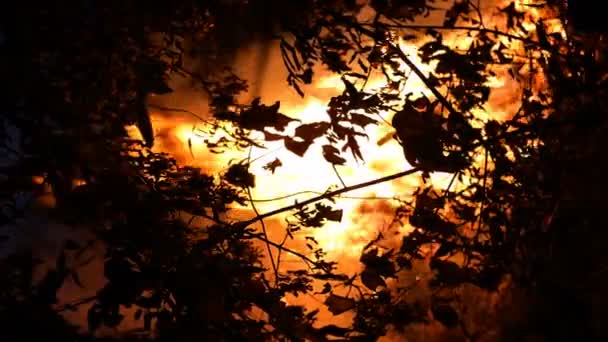 丛林大火的地区 夜间燃烧时大量冒烟升入空中 树木剪影 火焰照亮了环境 垂直拍摄 — 图库视频影像