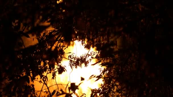 丛林大火的地区 夜间燃烧时大量冒烟升入空中 树木剪影 火焰照亮了环境 — 图库视频影像