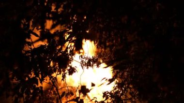 Bölgede gece saatlerinde yanan alevler ve dumanlar havaya yükseliyor. Ağaçlar siluetleri. Alevler çevreyi aydınlatıyor. Açık havada. Close.