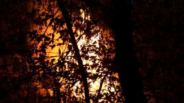 Terület Bushfire Égő Éjszaka Sok Füst Emelkedik Levegőbe Fák Sziluettek — Stock videók