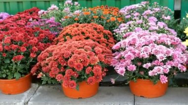Tencerebirçok çok renkli taze canlı çiçekler bir çiçekçi yanında satılık satırlar görüntülenir. Çiçekler rüzgarda sallar. Açık havada. Close.