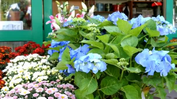 Viele Farbenfrohe Frische Lebendige Blumen Töpfen Stehen Reihen Zum Verkauf — Stockvideo