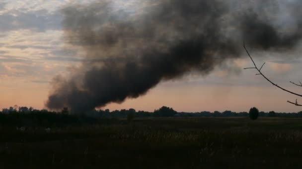 Колонна Черного Дыма Небе Над Полем Лугом Пожар Горит Сельскохозяйственный — стоковое видео