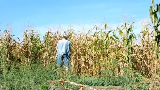 Hombre Mayor Ropa Casual Orina Parado Detrás Cerca Del Campo — Vídeos de Stock