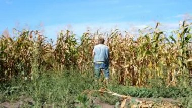 Gündelik kıyafetler içinde kıdemli adam, olgunlaşmış mısır tarlasının yanında arkada durarak işer. Sonra döndü, sineği sabitleyip gitti. Genel plan. Açık havada.