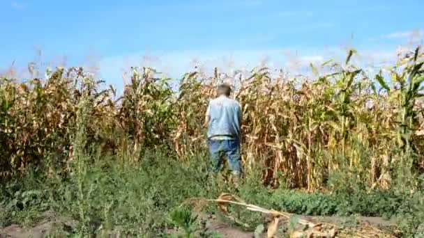 Senior Man Casual Clothes Urinates Standing Rear Field Ripened Corn — Stock Video