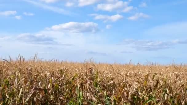 Campo Milho Céu Azul Com Nuvens Milho Maduro Cultivado Campo — Vídeo de Stock