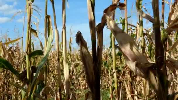 成熟的黄耳玉米在玉米田的茎在夏日 在农业玉米田里种植的玉米 干作物 — 图库视频影像