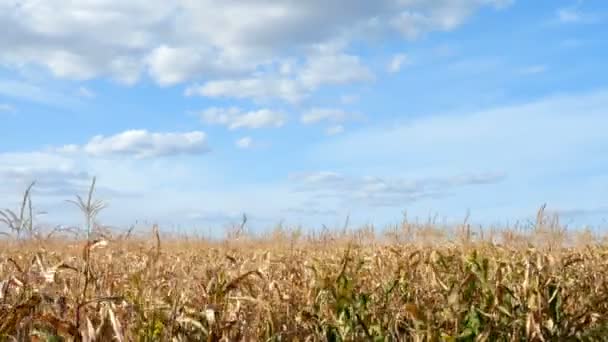 Campo Milho Céu Azul Com Nuvens Milho Maduro Cultivado Campo — Vídeo de Stock