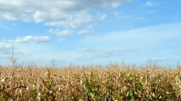 トウモロコシ畑と雲の青い空 トウモロコシ畑で栽培された熟したトウモロコシ 収穫前に作物を乾燥させる — ストック動画
