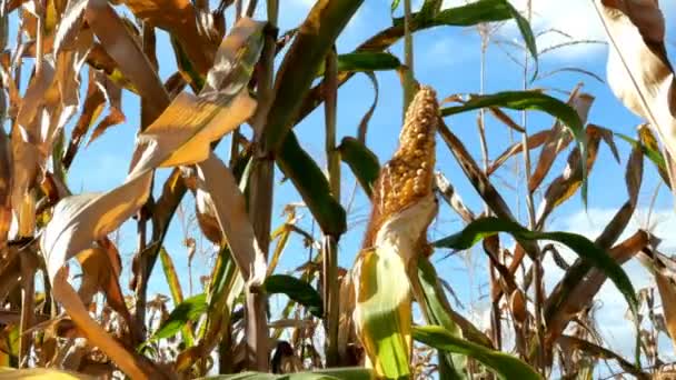 成熟的黄耳玉米在玉米田的茎在夏日 在农业玉米田里种植的玉米 干作物 — 图库视频影像