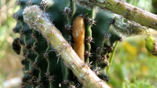 Pequeño caracol o babosa, con sus cuernos sobresaliendo, lentamente se arrastra a lo largo del cactus, girando en diferentes direcciones. Primer plano . — Vídeos de Stock