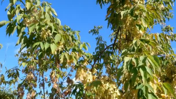 Autumn view. Branches and foliage of tree swaying on background of blue sky. In sunlight. Selective focus. Nature background. Close-up. — Stock Video