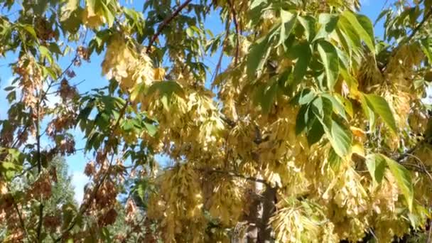 Осінній вид. Гілки і листя дерев, що ширяють на тлі блакитного неба. У сонячному світлі. Вибірковий фокус. Природний фон. Крупним планом . — стокове відео