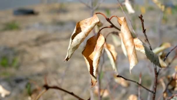 Podzimní sezóna. Suché žluté listí se houpá ve větru na větvi malého stromu. Přírodní pozadí. Kopírovat místo Close-up. — Stock video