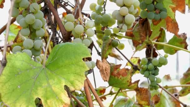 Ripe grapes. Small bunch of ripe white wine grapes hang from vine with green leaves and sways in wind. Nature background. Wine grape harvest concept. Selective focus. — Stock Video