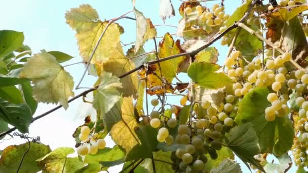 Olgun üzümler. Olgun beyaz şarap üzüm küçük demet rüzgarda yeşil yaprakları ve salyaları ile asma asmak. Doğa arka planı. Şarap üzüm hasat kavramı. Seçici odaklama. — Stok video