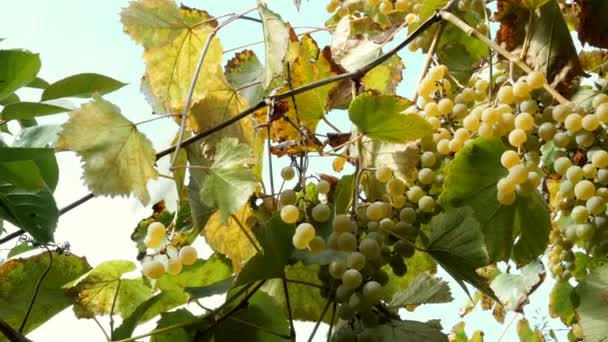 Reife Trauben. Kleine Trauben reifer Weißweintrauben hängen mit grünen Blättern am Weinstock und wiegen sich im Wind. Natur-Hintergrund. Weinlesekonzept. Selektiver Fokus. — Stockvideo