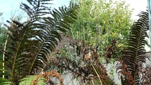 Parcela de patio cubierto de malas hierbas marchitas que se balancean en el viento. Primer plano . — Vídeos de Stock