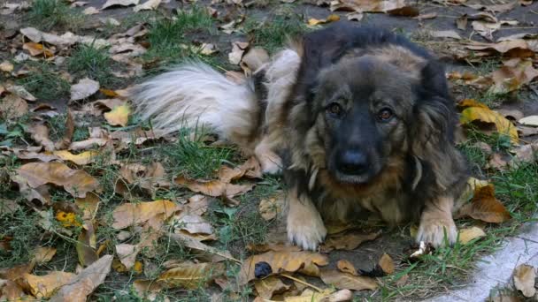 Perro mestizo comiendo comida tirado en el césped. Se lame uno mismo y mira a la cámara. Primer plano . — Vídeo de stock