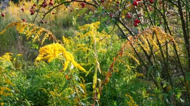 Arbusto di biancospino di autunno cosparso di molte bacche sane rosso vivo. Crataegus monogyna. Fiori di campo gialli. Piano medio . — Video Stock